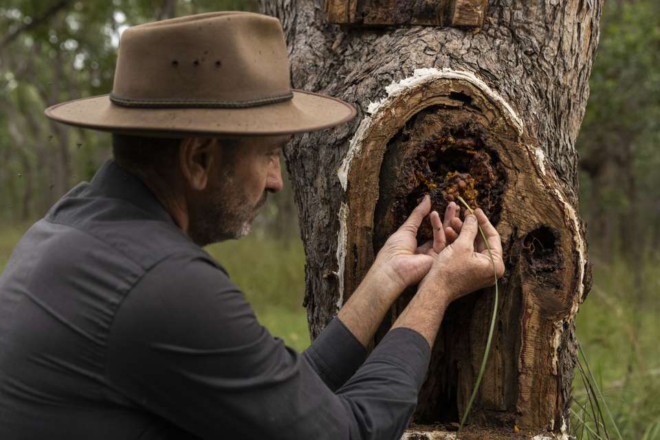 A teacher showing off the hive in the tree.