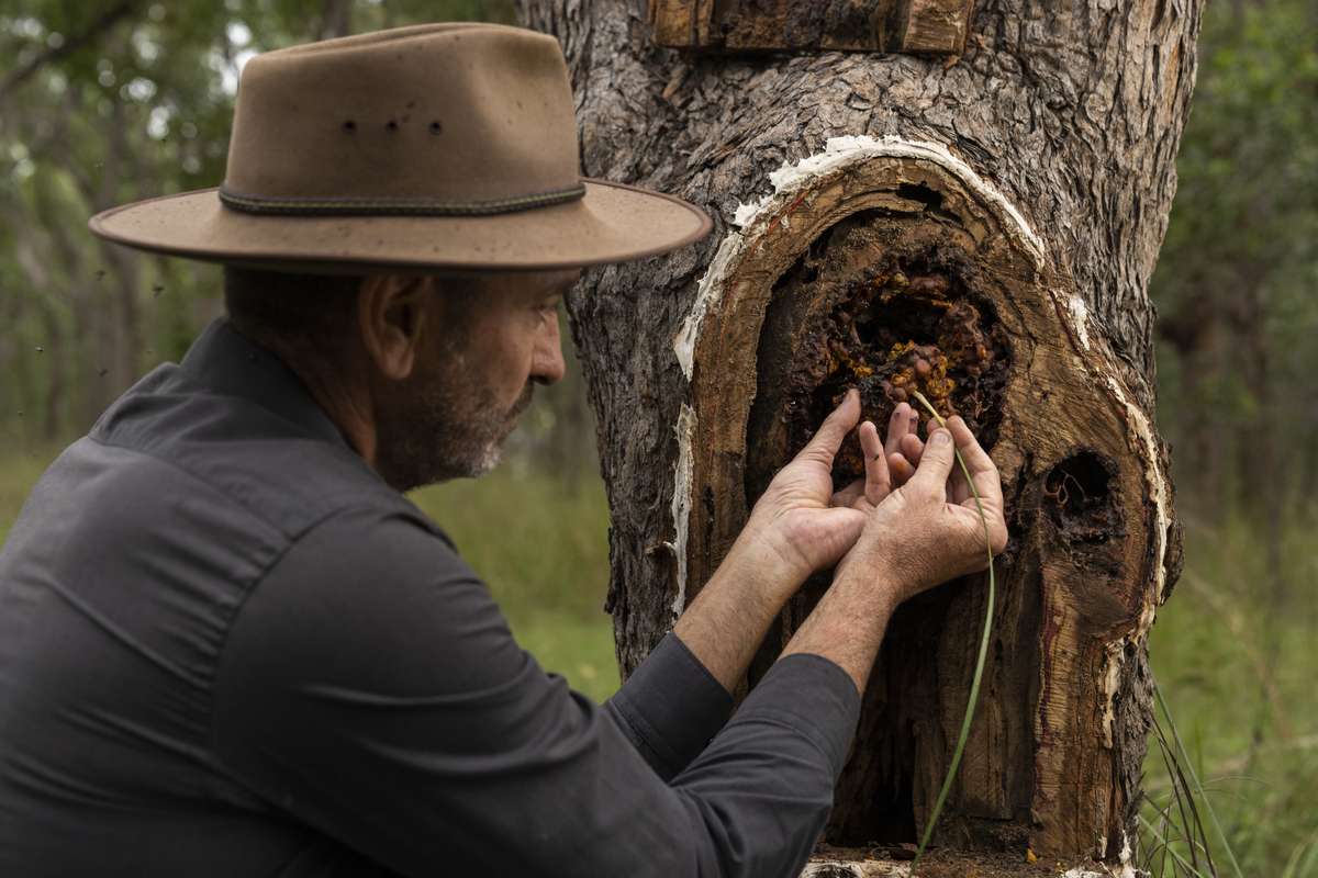 A teacher showing off the hive in the tree.