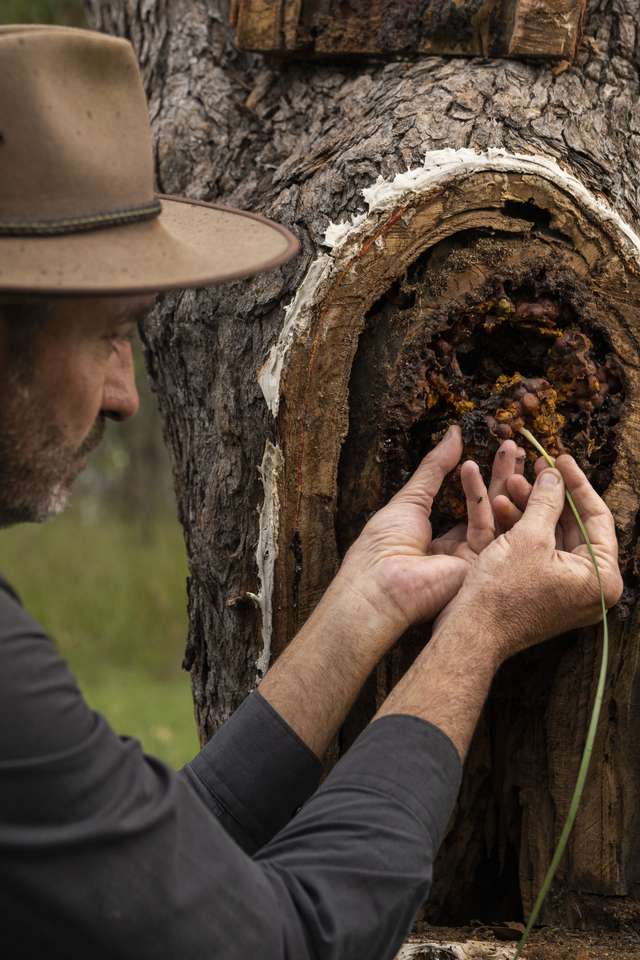 A teacher showing off the hive in the tree.